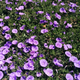 Illustration for article titled Pictures of Flowers (for Mothers Day)